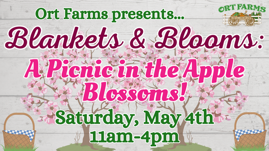 Blankets & Blooms: A Picnic in the Apple Blossoms