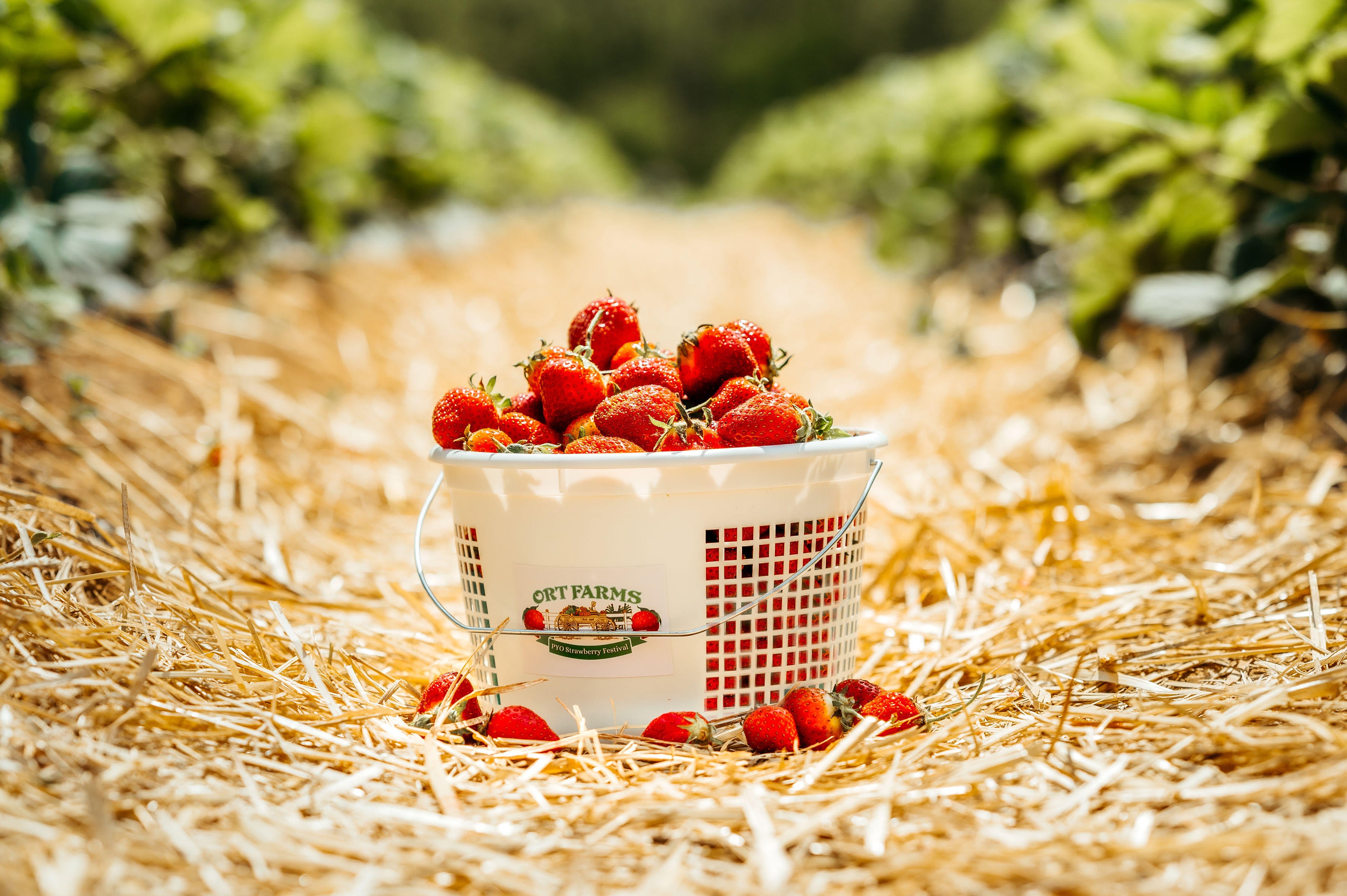 Ort Farms Pick Your Own Strawberries Strawberry PYO ort-farms-pick-your-own-strawberries-strawberry-pyo